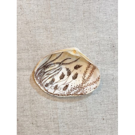 Clams Sepia