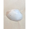 Clams Bleu XL