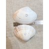Clams Bleu XL