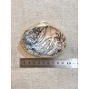 Clams Noir et Doré