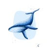 Baleine