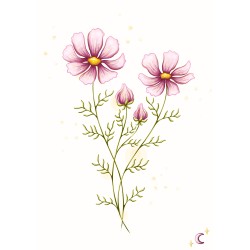 Cosmos
