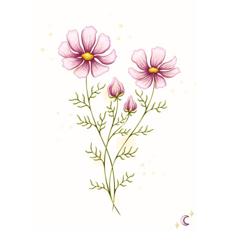 Cosmos