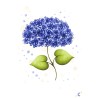 Hortensia