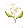 Muguet