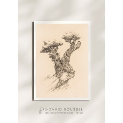 Mésange
