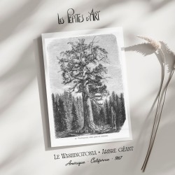 Arbre Géant - Californie