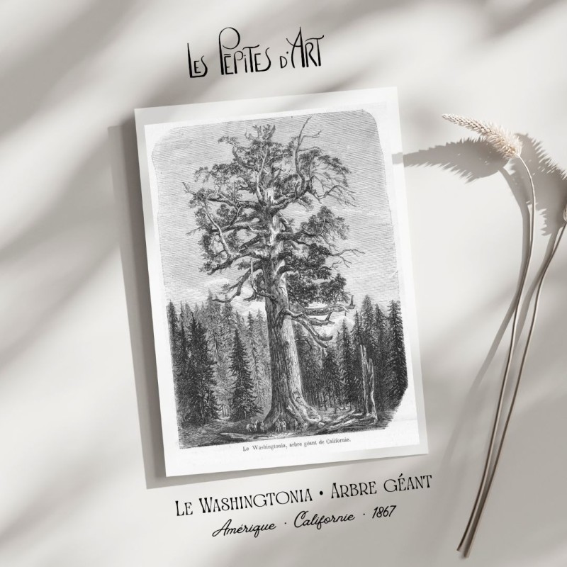 Arbre Géant - Californie