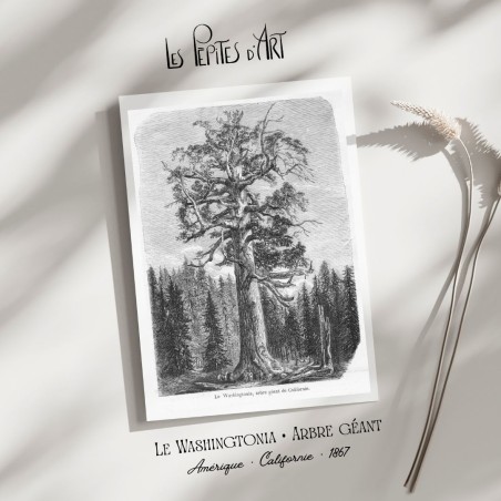 Arbre Géant - Californie