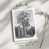 Arbre Géant - Californie