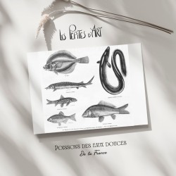 Poissons d'eau douce