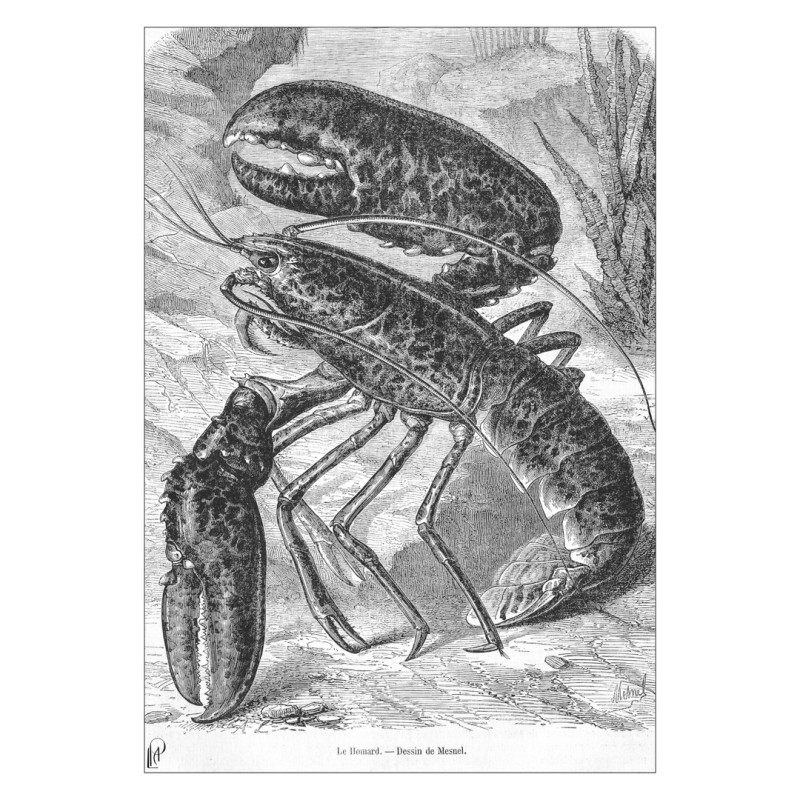 Le Homard