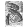 Le Homard