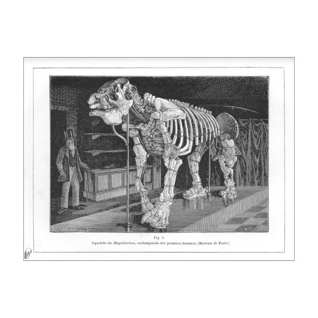 Squelette du Megatherium